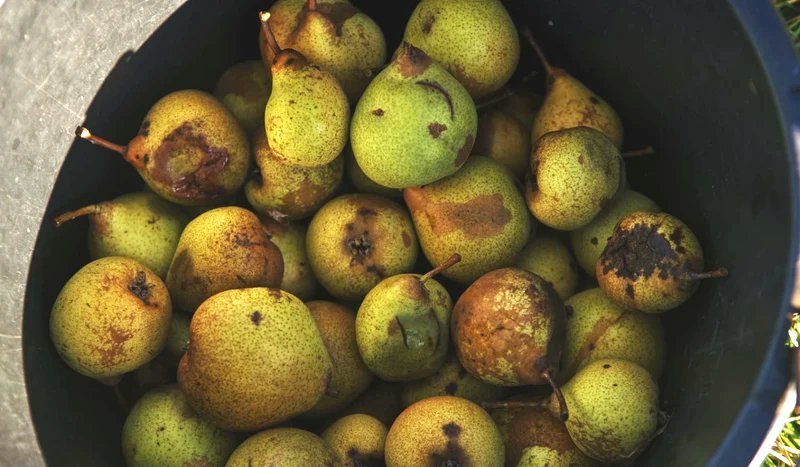 #3 - What is Perry? - Pommelier Club