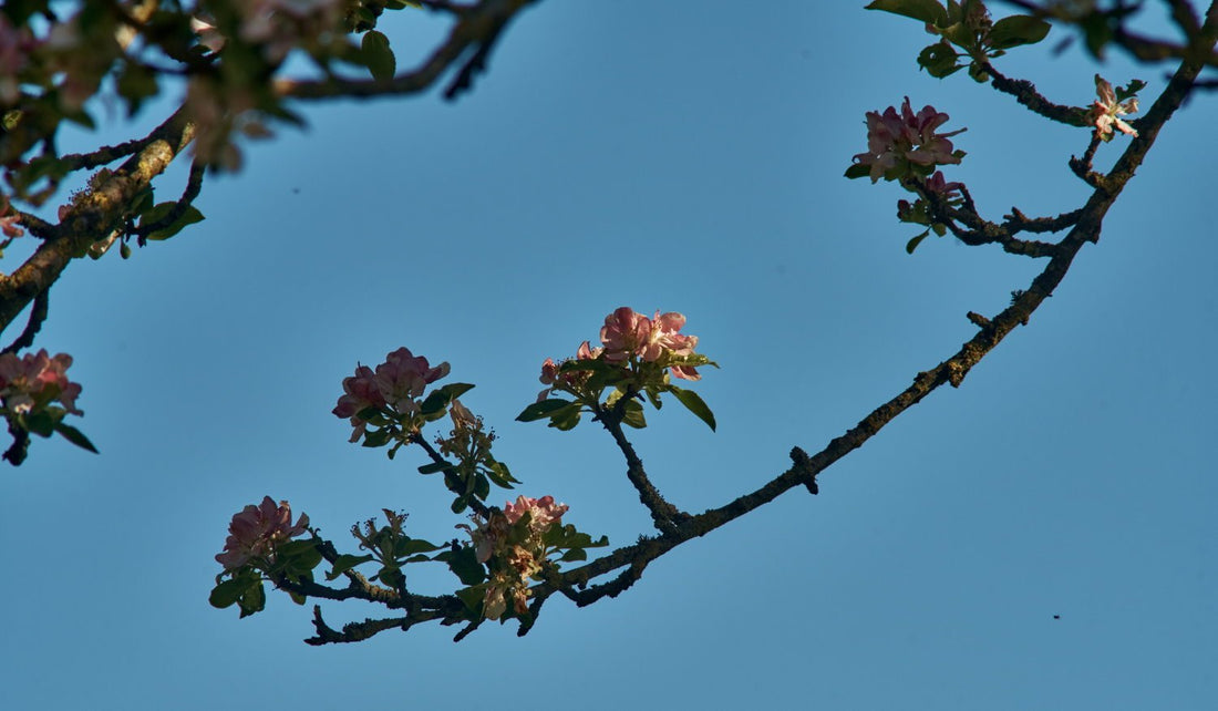 #5 - What is Cider? (Part 1) - Pommelier Club