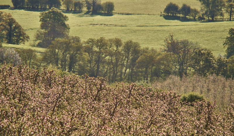 #4 - Where do apples come from?