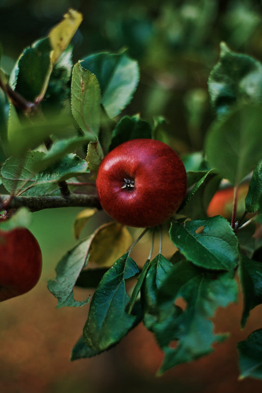 A Case for Christmas (all 6 bottles)
